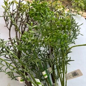 Bundle greenery stems from Michael’s. 7 stems